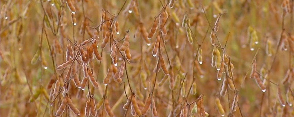 Tempo chuvoso tem deixado agricultores em alerta no oeste de Mato Grosso — Foto: TV Centro América