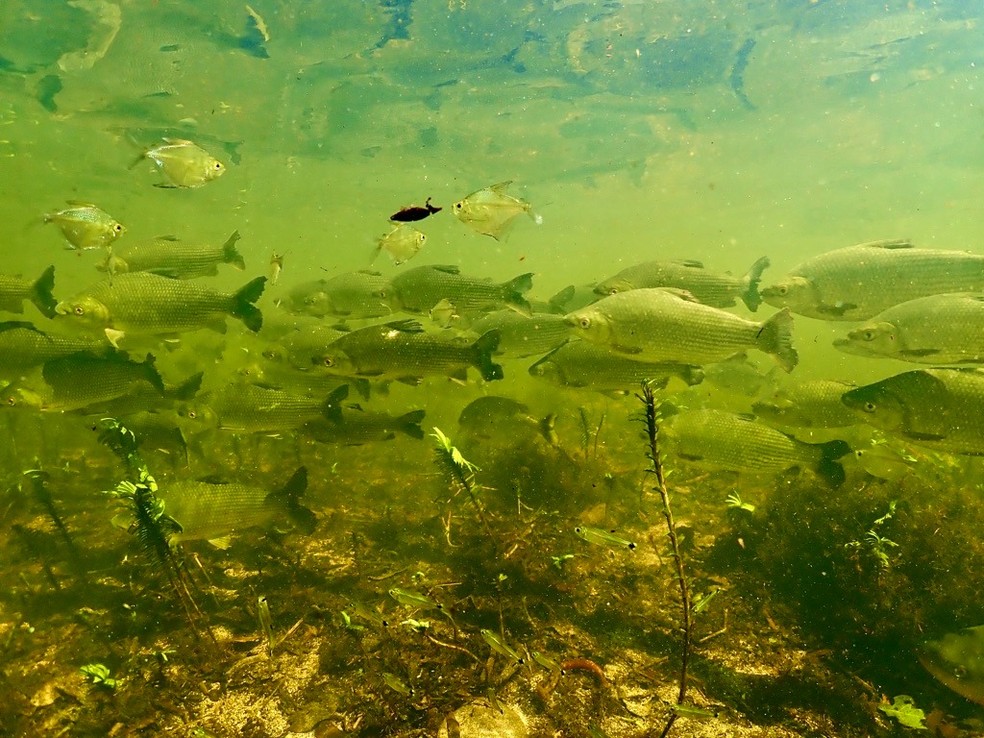 Quantidade de espécies de peixes podem ser prejudicadas por conta de queimadas no Pantanal. — Foto: Tai Strietman/Foto