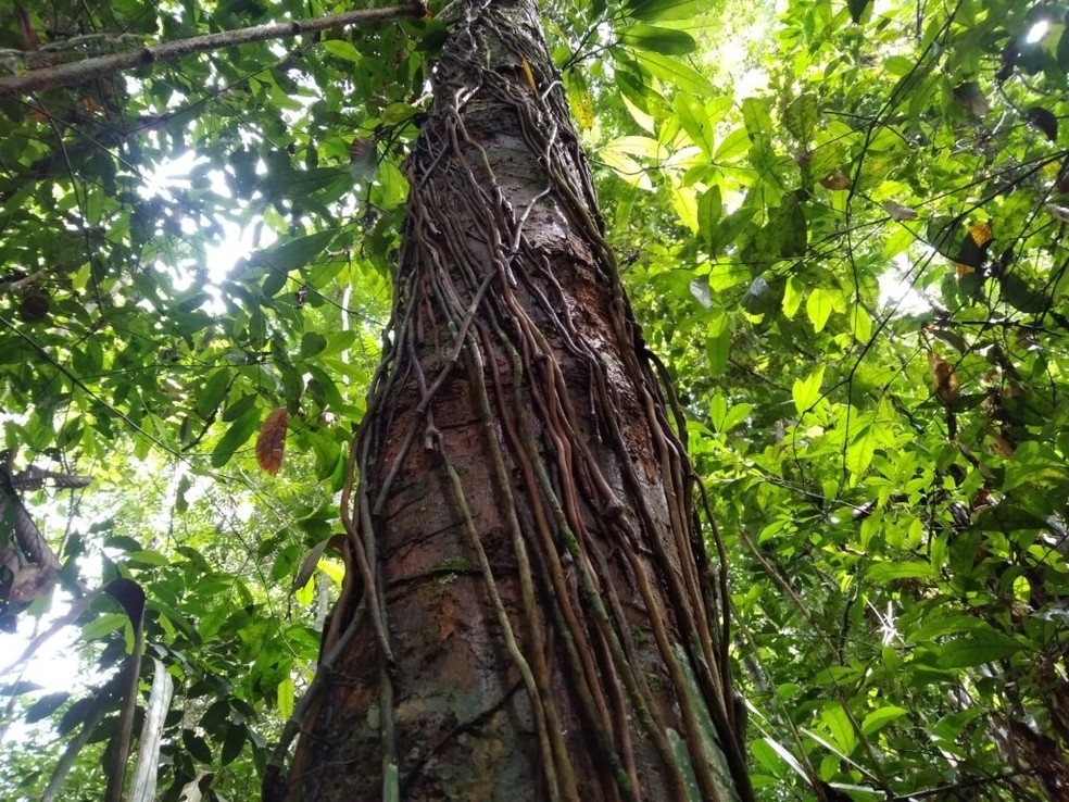 Floresta Nacional do Tapajós, em Belterra, oeste do Pará — Foto: PSA/Diulgação