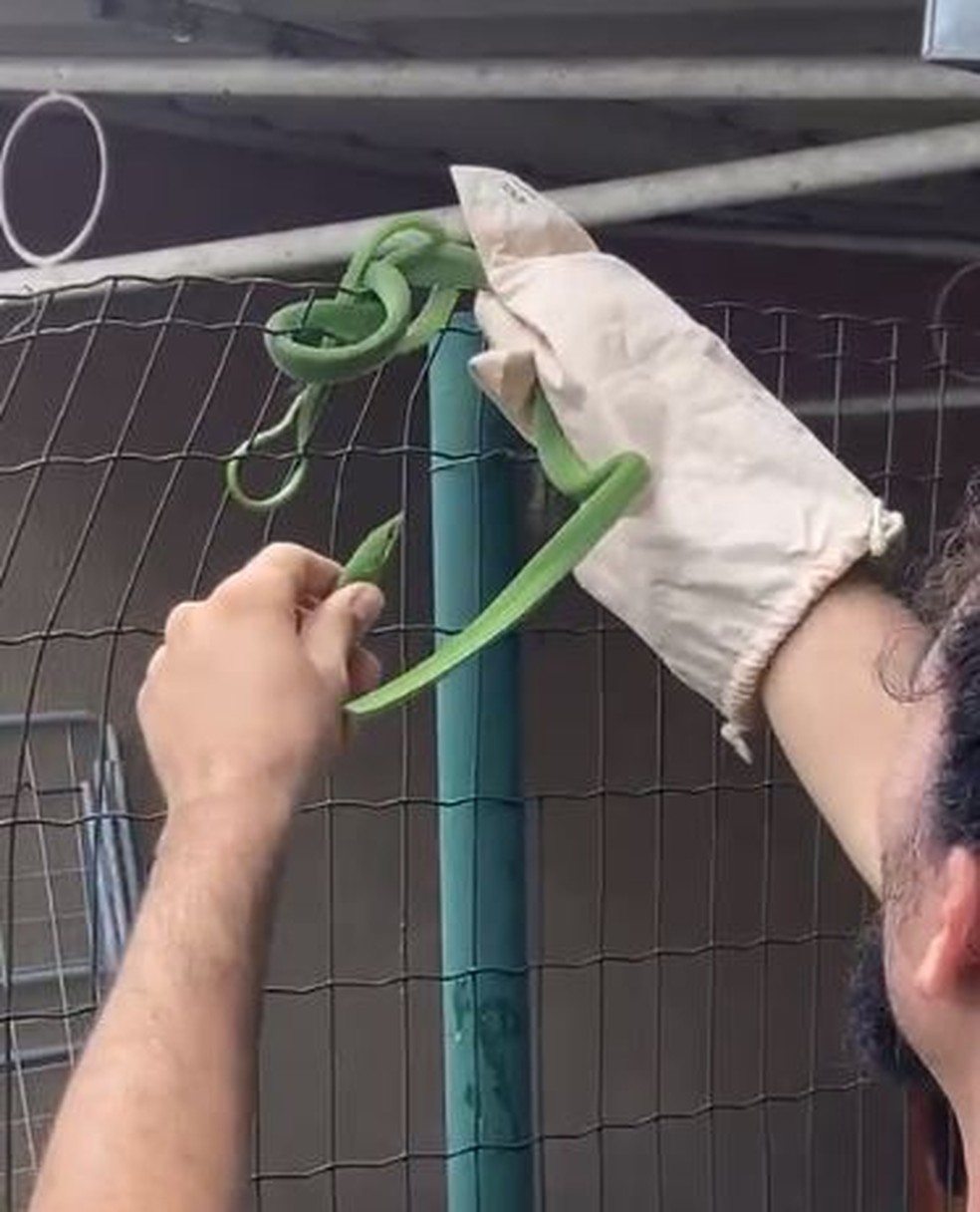 Um vizinho de Adriano pediu para ele fazer o resgate de uma cobra cipó — Foto: Reprodução 
