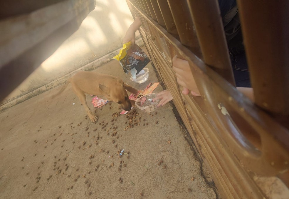 Cachorro foi encontrado em ambiente sujo em Birigui  — Foto: Arquivo pessoal 