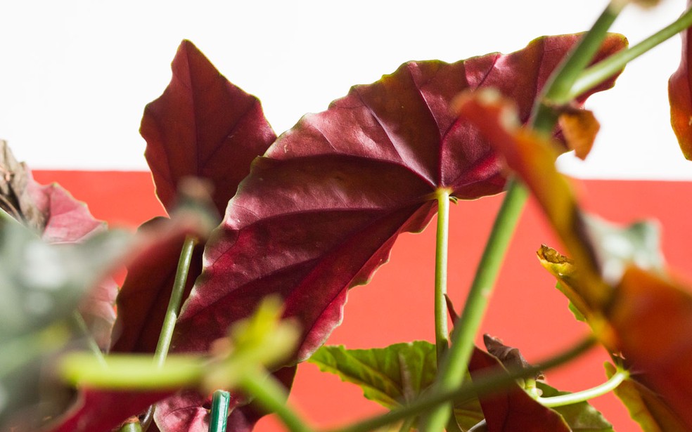Em contraste com o verde da frente, as folhas da Begonia maculata 'wightii' tem uma coloração rubra na parte de traz — Foto: Rafael Miotto/g1