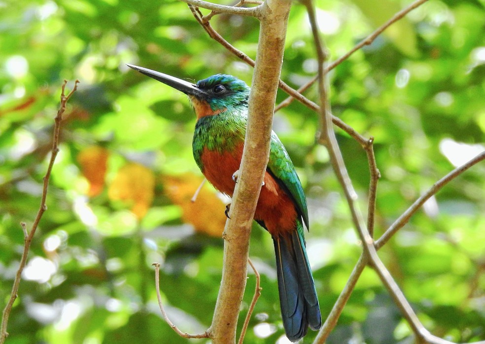 Ariramba-de-cauda-verde ocorre nos estados do Amazonas, Roraima, Pará e Amapá — Foto: Rogean Caleffi/VC no TG