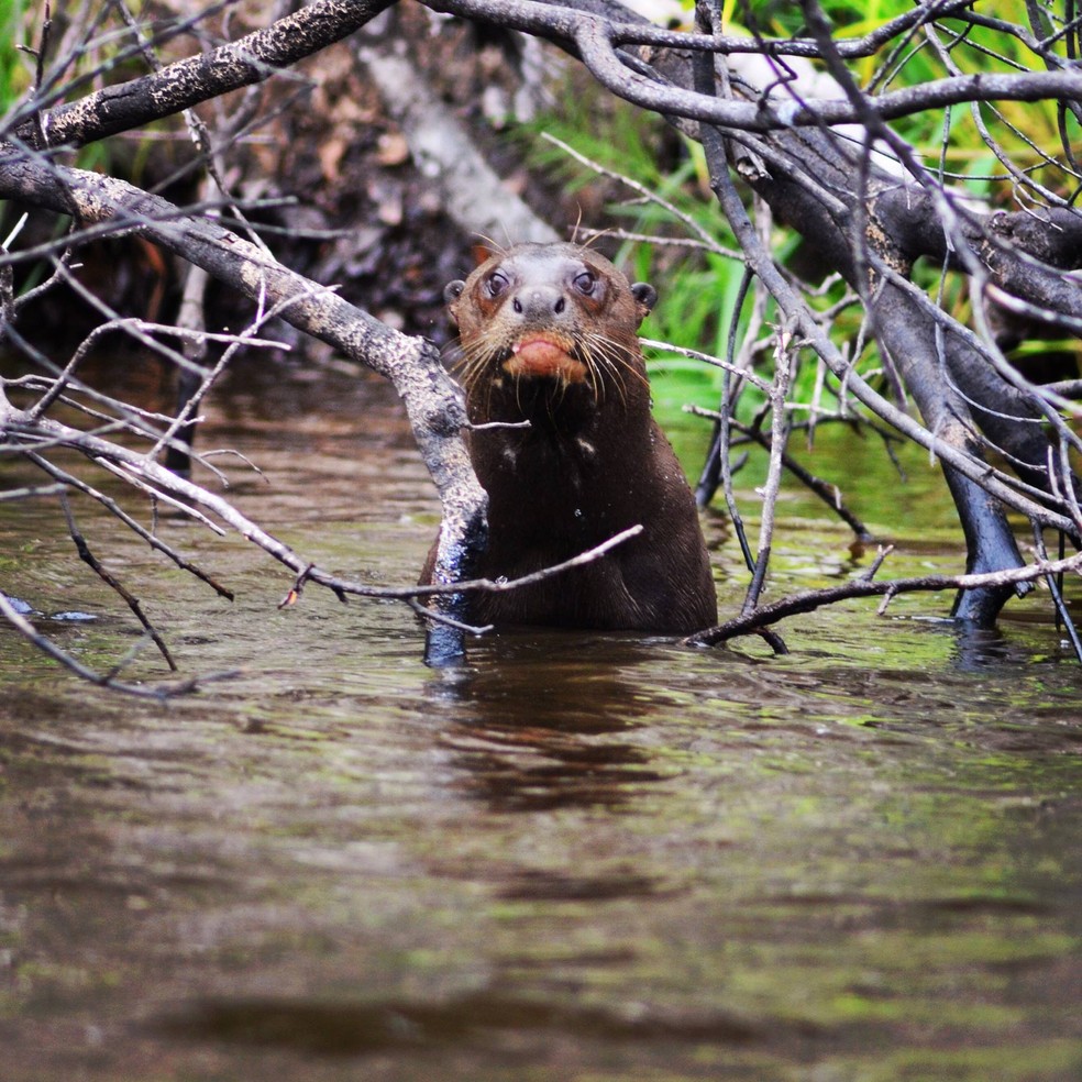 No Parque Nacional do Jaú, Ariranha é flagrada em seu habitat: equilíbrio dos biomas em jogo — Foto: Fernanda Abra/Esalq