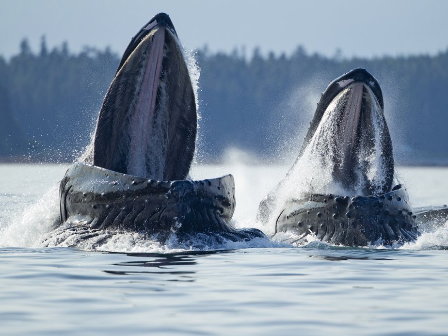 Cientistas descobrem como as baleias comem sem engasgar com a água