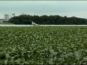 Resultado de imagem para BARONESAS DO RIO SÃO FRANCISCO