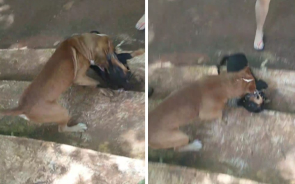 Cachorro morre ao ser atacado por outro cão, em rua de Ceres, Goiás — Foto: Arquivo pessoal/Maria José 