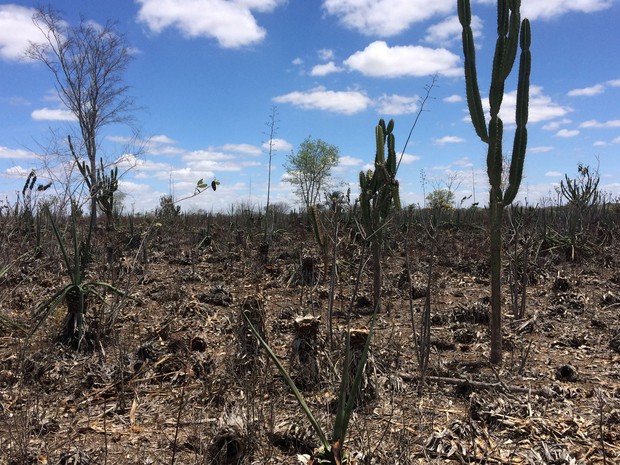 Plantação de sisal é quase dizimada com severa seca no semiárido baiano (Foto: Henrique Mendes / G1)