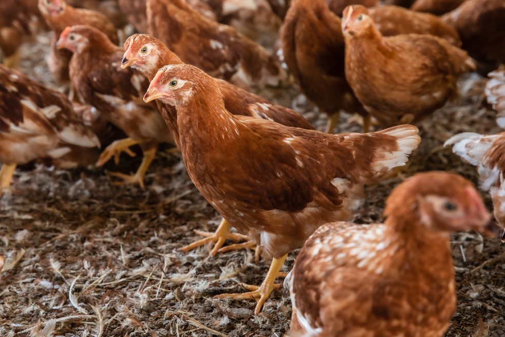 Aves recebem treinamento para poder ficar no galpão e na área de pastagem  — Foto: Celso Tavares/ g1