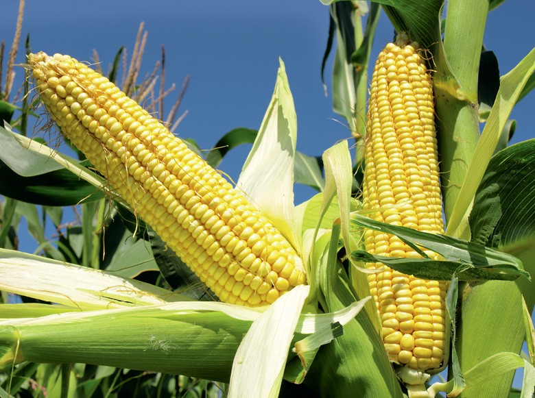 Com longos períodos de seca, as plantações de milho do estado do Mato Grosso sofreram e não conseguirão ser recuperadas nesta safra (Foto: Thinkstock) Milho (Foto: Thinkstock)