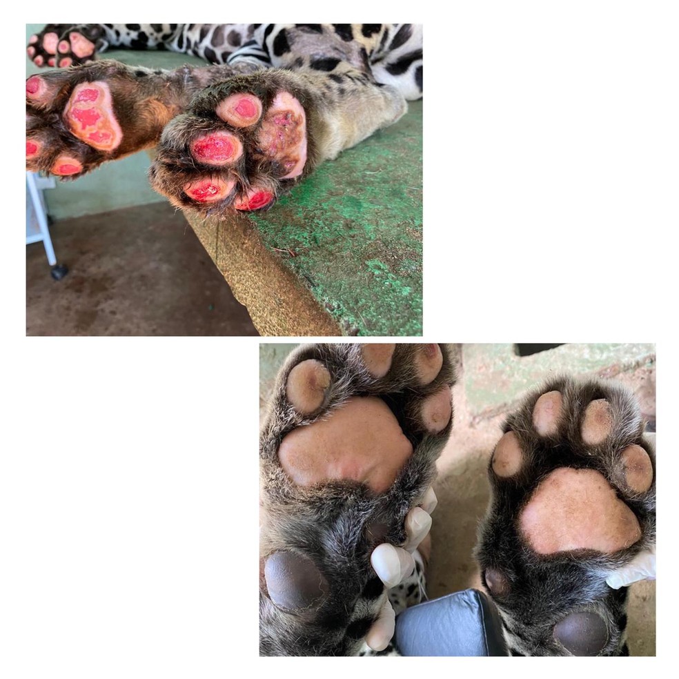 Para regeneração das patas, onça fez ozonioterapia. As fotos mostram como as patas no animal estavam quando chegou e a forma que saiu.  — Foto: Governo de MS/ Divulgação