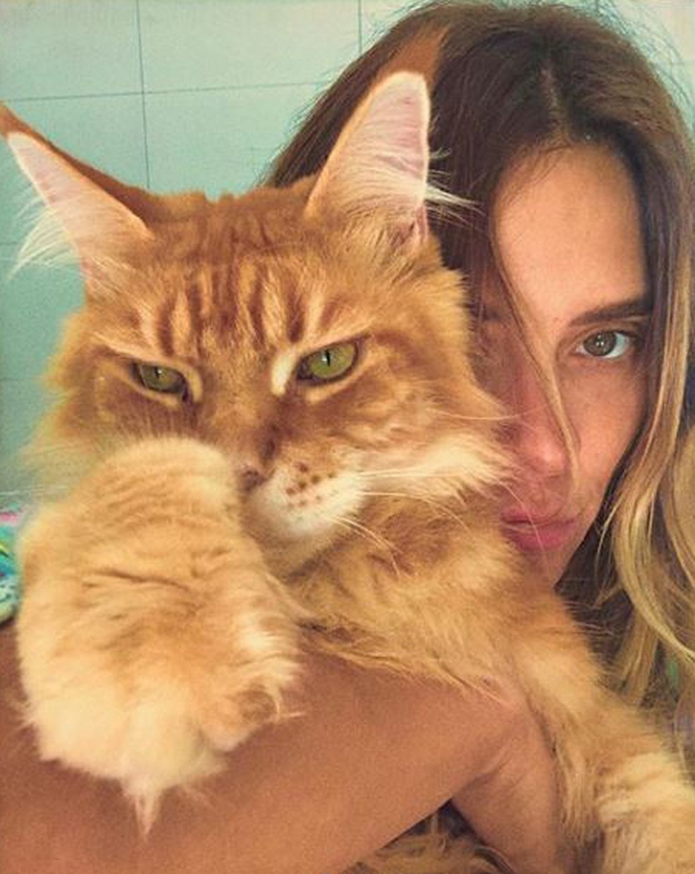 Kibe é o xodó de Carolina Dieckmann. A atriz é tão apaixonada que criou um perfil na rede social para compartilhar fotos fofas do seu gato! — Foto: Reprodução da Internet 