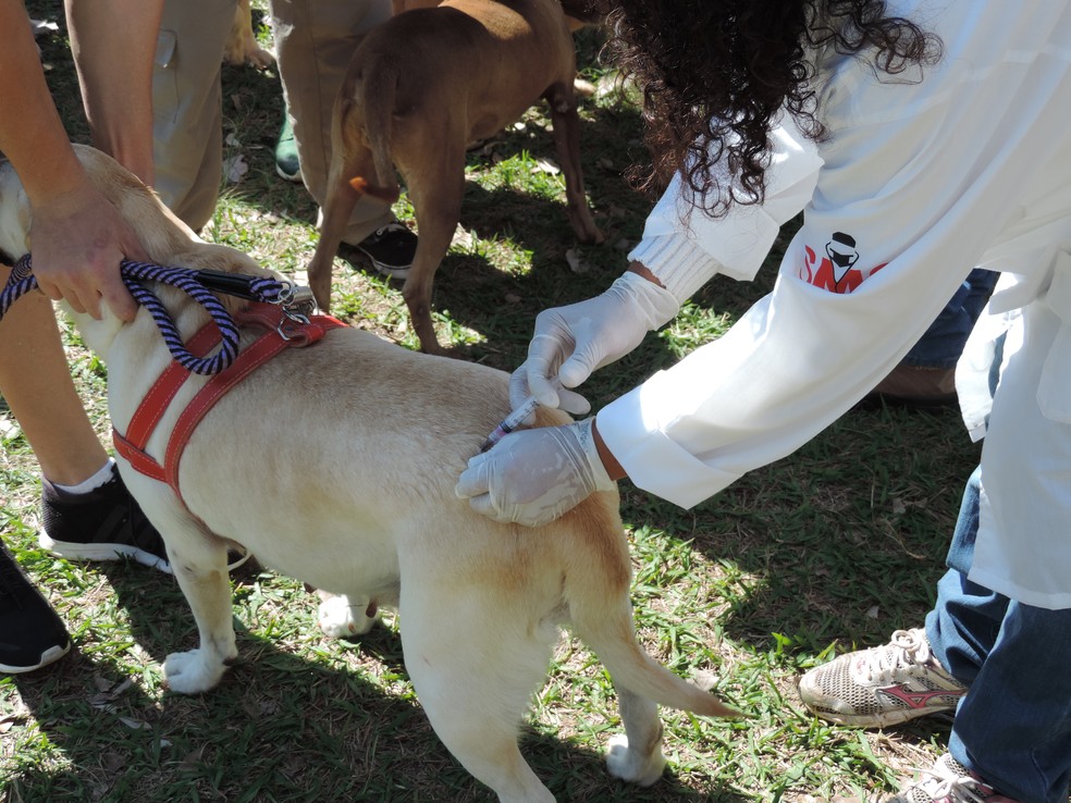 Diversos serviços de saúde animal foram oferecidos (Foto: Stephanie Fonseca/G1)