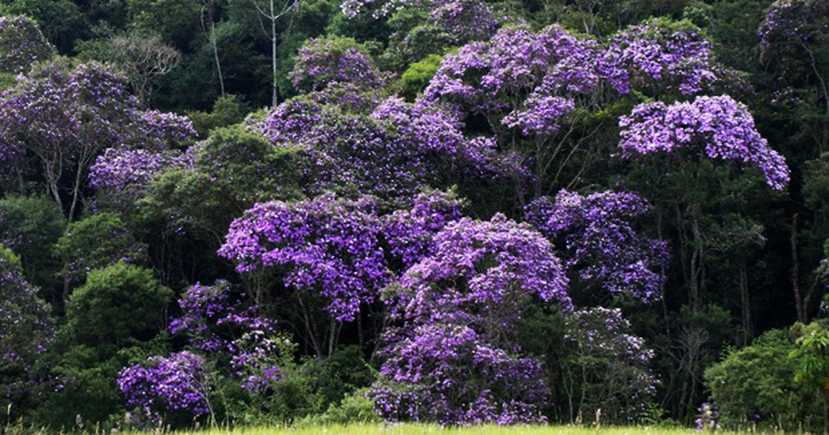 Manacá-da-serra: árvore tem flores que mudam de cor e possui forte apelo  paisagístico, Terra da Gente