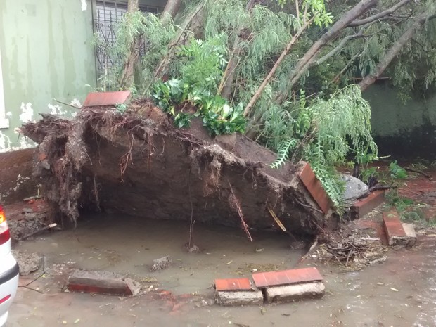 Árvore tombou e atingiu casas em Guarujá (Foto: Cleber Macedo/VC no G1)