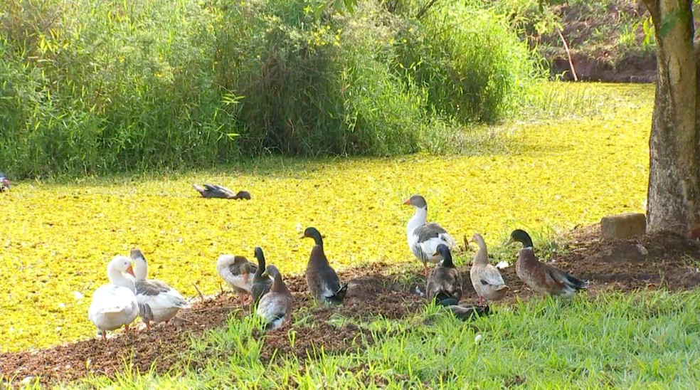 Patos e gansos que vivem no local quase não conseguem mais nadar na lagoa — Foto: TV TEM/Reprodução