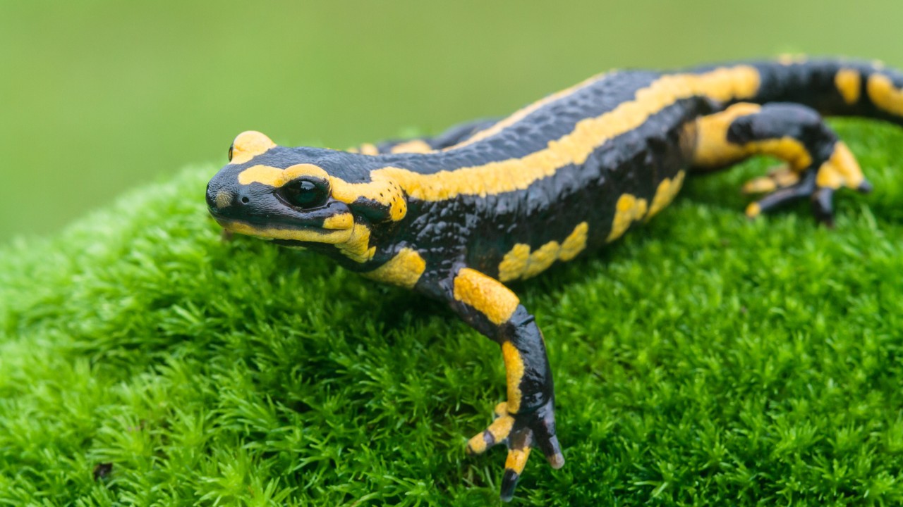 As salamandras não são encontradas em criadouros legalizados e não deveriam ser domesticadas (Foto: Canva / Creative Commoms)