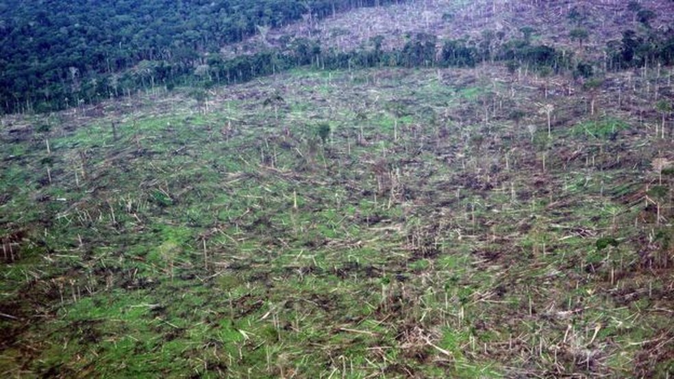 Desmatamento na Amazônia: nas florestas tropicais, que têm de 90% a 100% de cobertura de árvores, as alterações climáticas têm trazido efeitos devastadores — Foto: Douglas Daly/BBC News Brasil