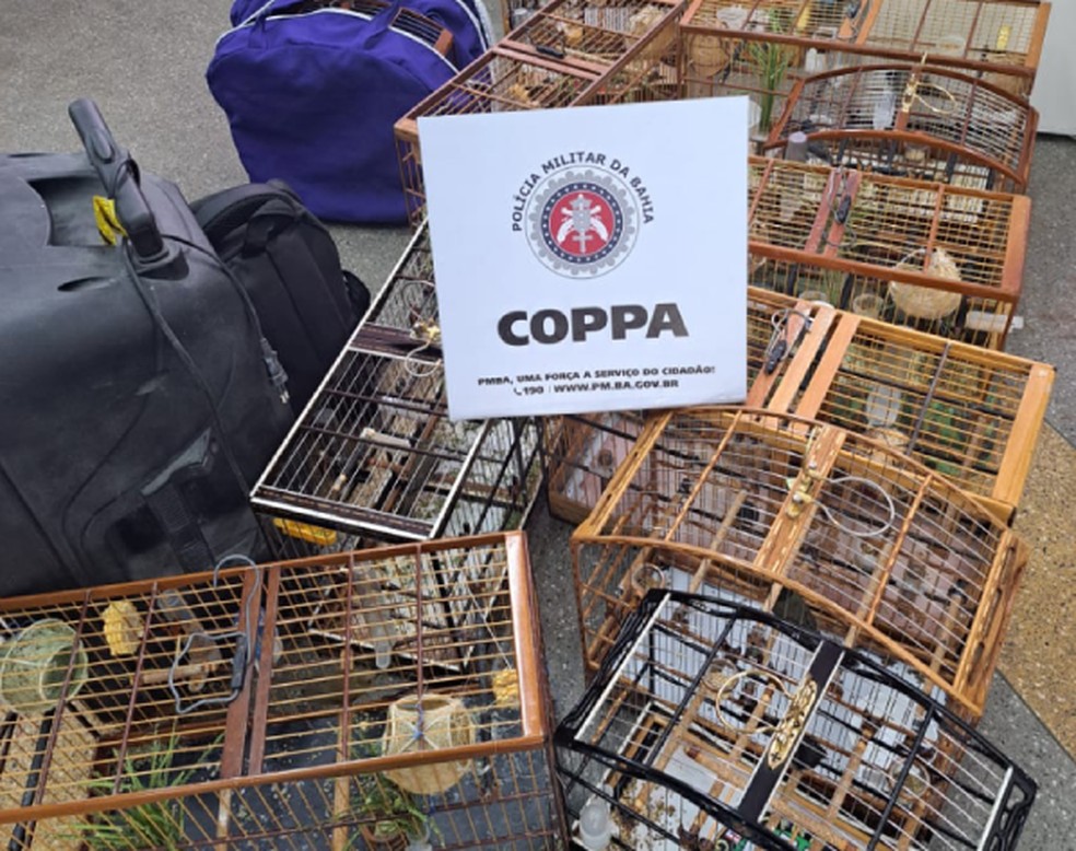 Com o suspeito foram apreendidas 15 gaiolas e uma caixa de som &mdash; Foto: Divulga&ccedil;&atilde;o SSP