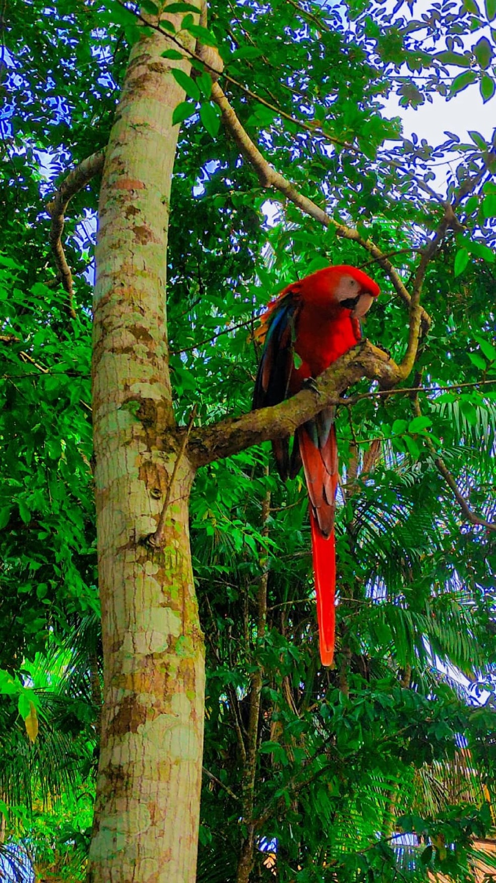 Em Xapuri, pousada tem algumas espécies de animais e é bem rústica  — Foto: Arquivo pessoal 