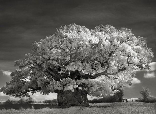 fotógrafa-registra-as-árvores-mais-antigas-do-mundo (Foto: Reprodução)