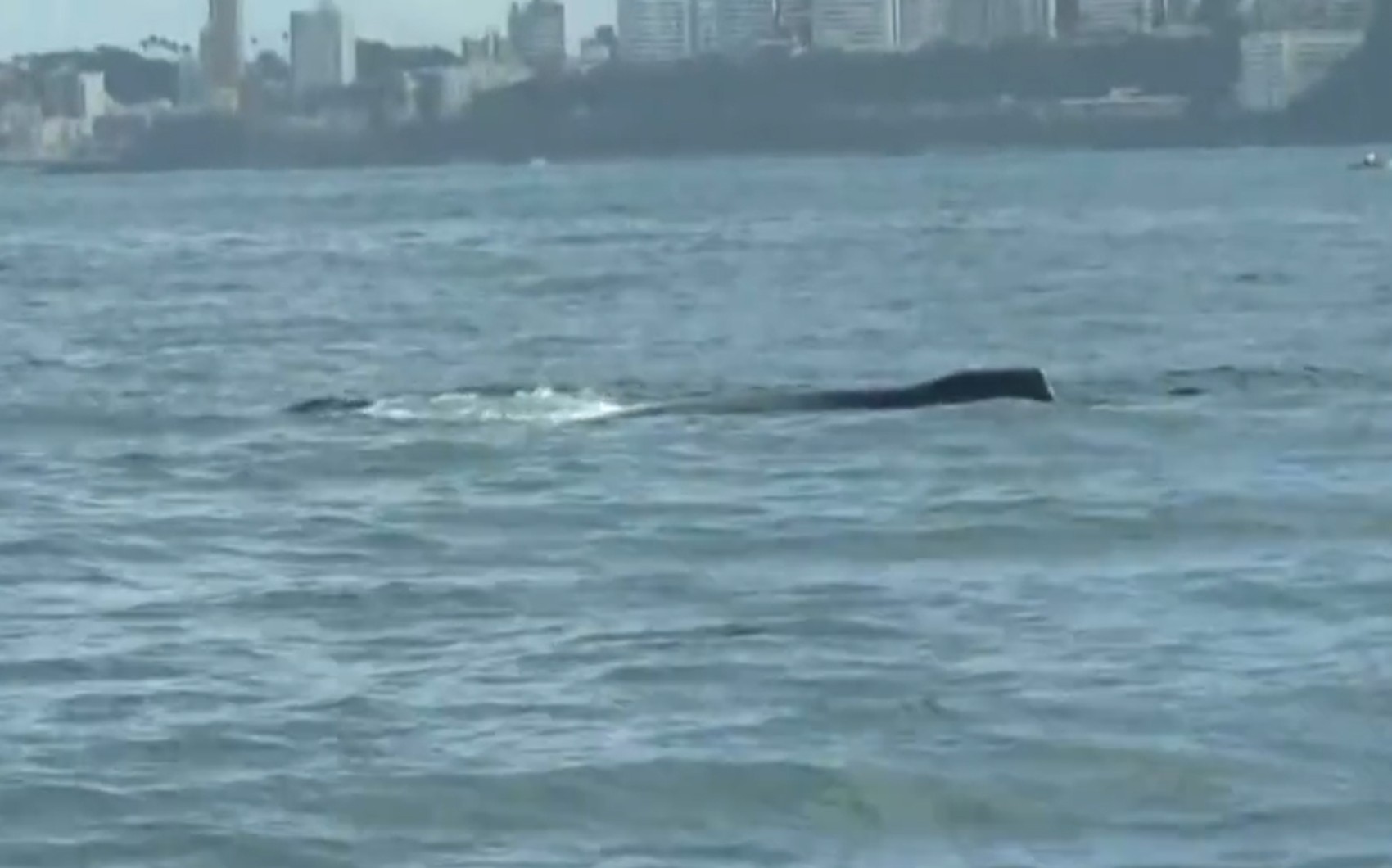 VÍDEO: baleia e filhote nascido há menos de uma semana são vistos e se 'exibem' na Baía de Todos-os-Santos 