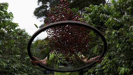 Colheita de café ganha ritmo no Brasil