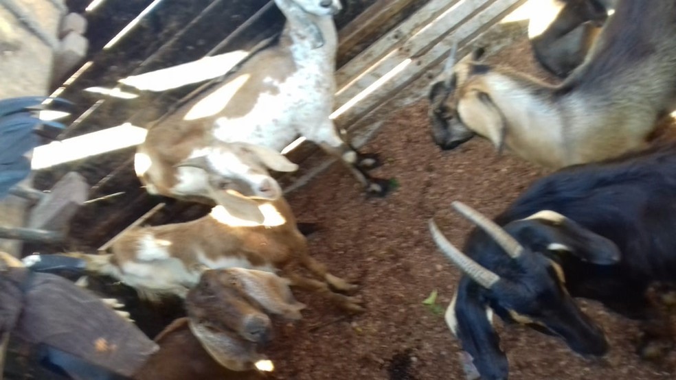 Homens são presos com mais de 30 animais furtados, drogas e arma no Piauí  — Foto: Polícia Militar/ Divulgação