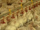 Criadores de frango de SC apostam em ano favorável após crise no setor
