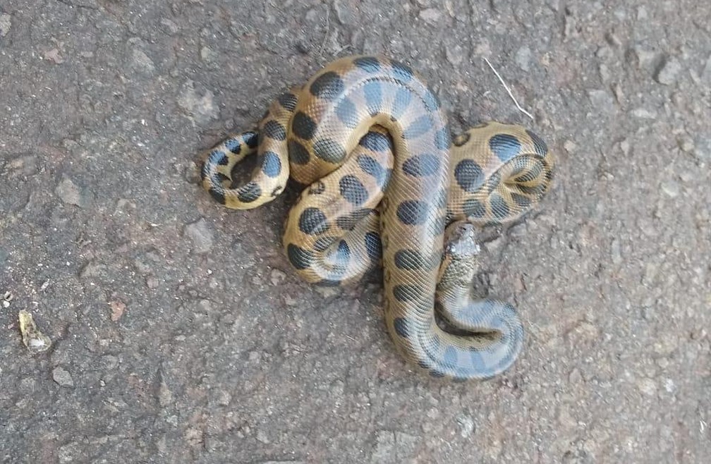 Turista Aluga Casa Para Passar O Reveillon E Leva Susto Ao Se Deparar Com Sucuri No Parana Norte E Noroeste G1