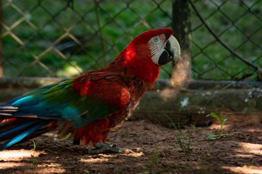 Arara-vermelha-grande, que recebeu o nome de Bailarina, é a mais velha do aviário do Parque Ecológico da Cidade da Criança — Foto: Stephanie Fonseca