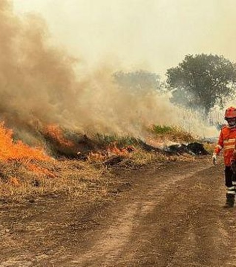 Pantanal em chamas: bioma registra um milhão de hectares queimados em 2023