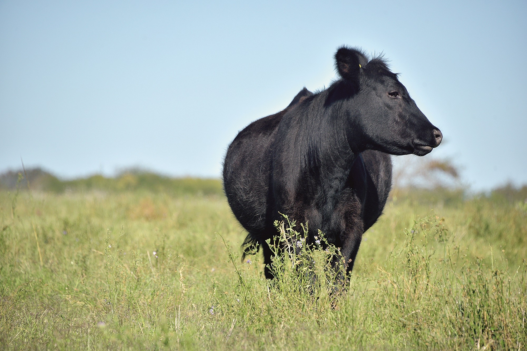 Nos últimos três anos, o rebanho de bovinos na Agentina se mantém na faixa de 53,5 milhões de cabeças (Foto: Getty Images)