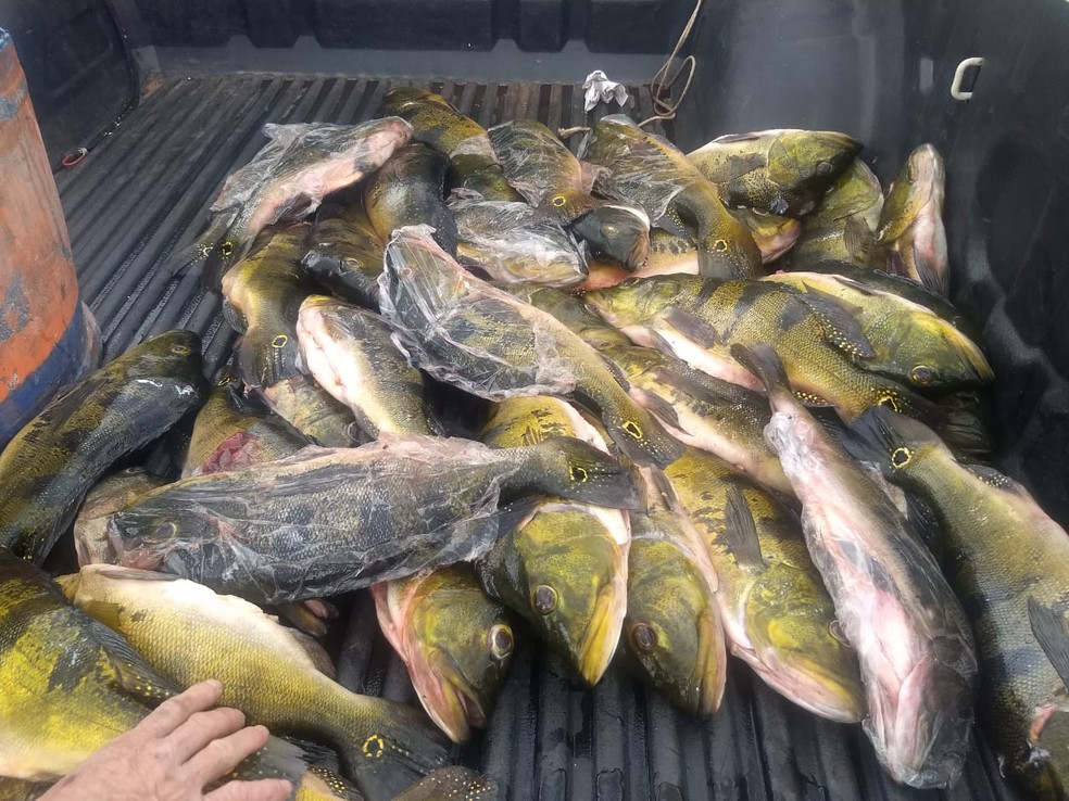 Mais de 40 kg de peixes foram apreendidos e doados — Foto: Polícia Ambiental 