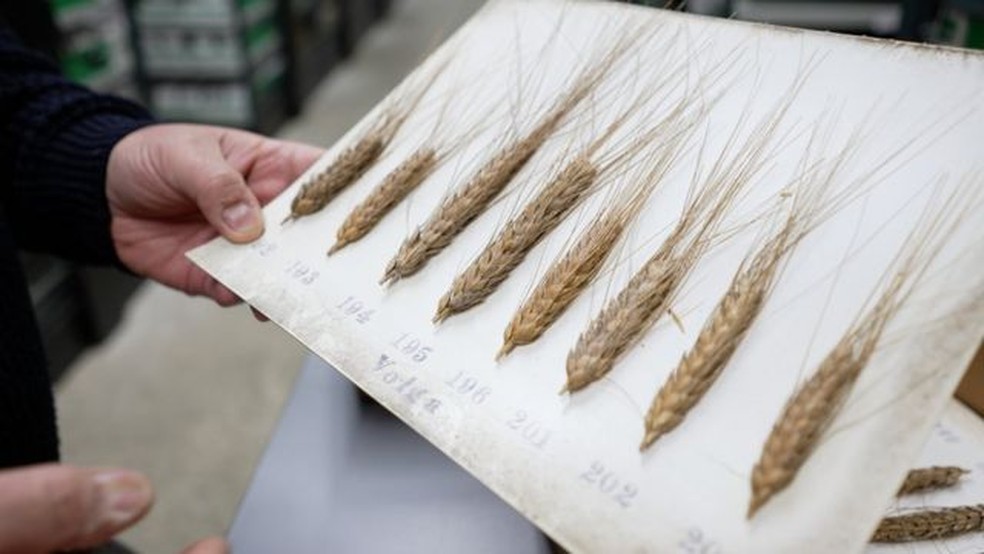 O John Innes Centre também tem amostras antigas de trigo - e algumas já estão sendo úteis para agricultores modernos — Foto: BBC/TONY JOLLIFFE