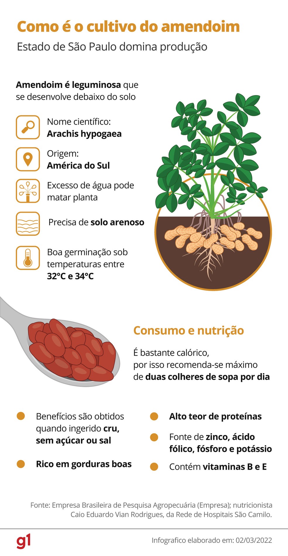 Amendoim é leguminosa que se desenvolve debaixo da terra — Foto: Arte/g1