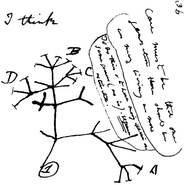 O primeiro esboço da árvore evolucionária feito por Charles Darwin em 1837 (Foto: Wikimedia Commons)