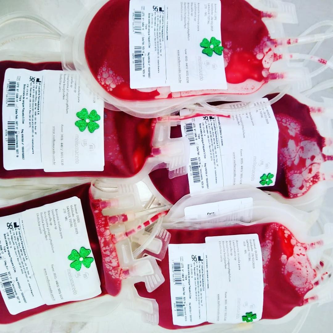 Granola doando sangue para Brumadinho (Foto: Reprodução Instagram)