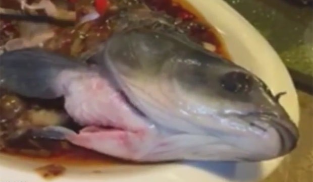 Vídeo mostra 'peixe zumbi' se contorcendo em prato na China (Foto: Reprodução/YouTube/VIRAL TV)