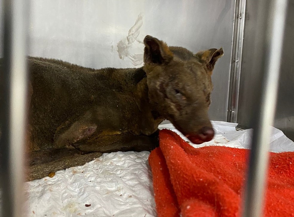 Cachorro-do-mato teve 50% do corpo queimado, em alguns locais com queimaduras de 3º grau  — Foto: Hospital Veterinário Araújo/Divulgação
