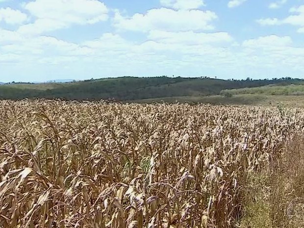 Municípios decretam situação de emergência por causa da seca (Foto: Reprodução/TV Sergipe)