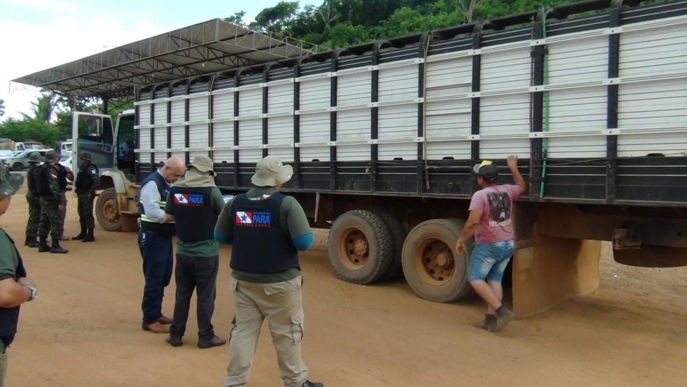 Motorista transportava gado dentro de área de proteção sem nota fiscal no Pará. — Foto: Taymã Carneiro / g1