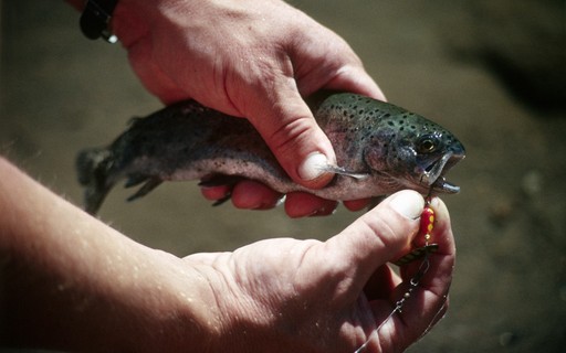 Tirar Olho De Peixe Com Alicate Peixes Capturados Por Anzol Ficam Com Dificuldades Para Se