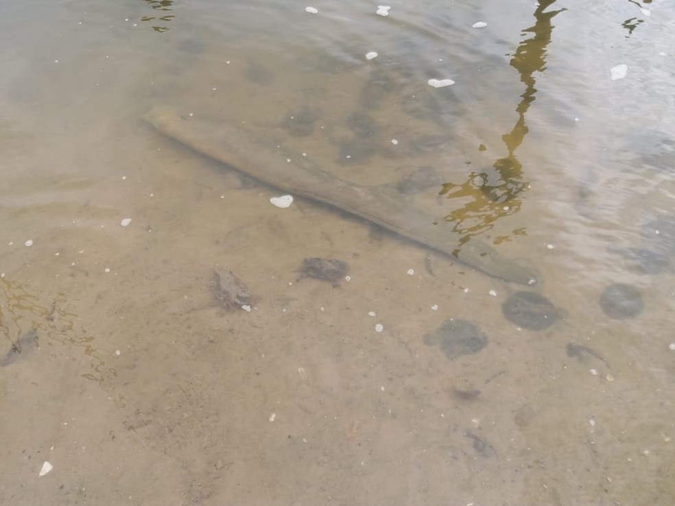 Siris e uma moreia estão entre os animais achados mortos às margens da lagoa nesta sexta-feira (26), em Marechal Deodoro, AL — Foto: Heliana Gonçalves/TV Gazeta
