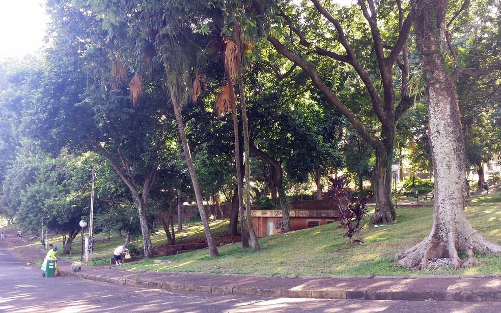 Animais foram encontrados na Praça da Boyes em Piracicaba nesta quarta-feira (25) — Foto: Thainara Cabral/G1