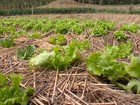 Orientação técnica para cultivo de vagens muda vida de agricultores