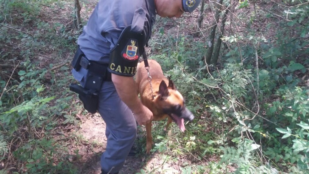 Tabletes de maconha estavam enterrados em Álvares Machado (Foto: Cedida/Polícia Militar)