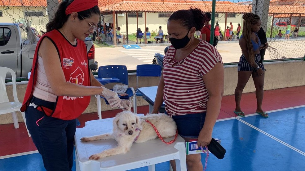 Durante a consulta, os animais passarão por testagem rápida para diagnóstico da leishmaniose (calazar) — Foto: Divulgação/SES