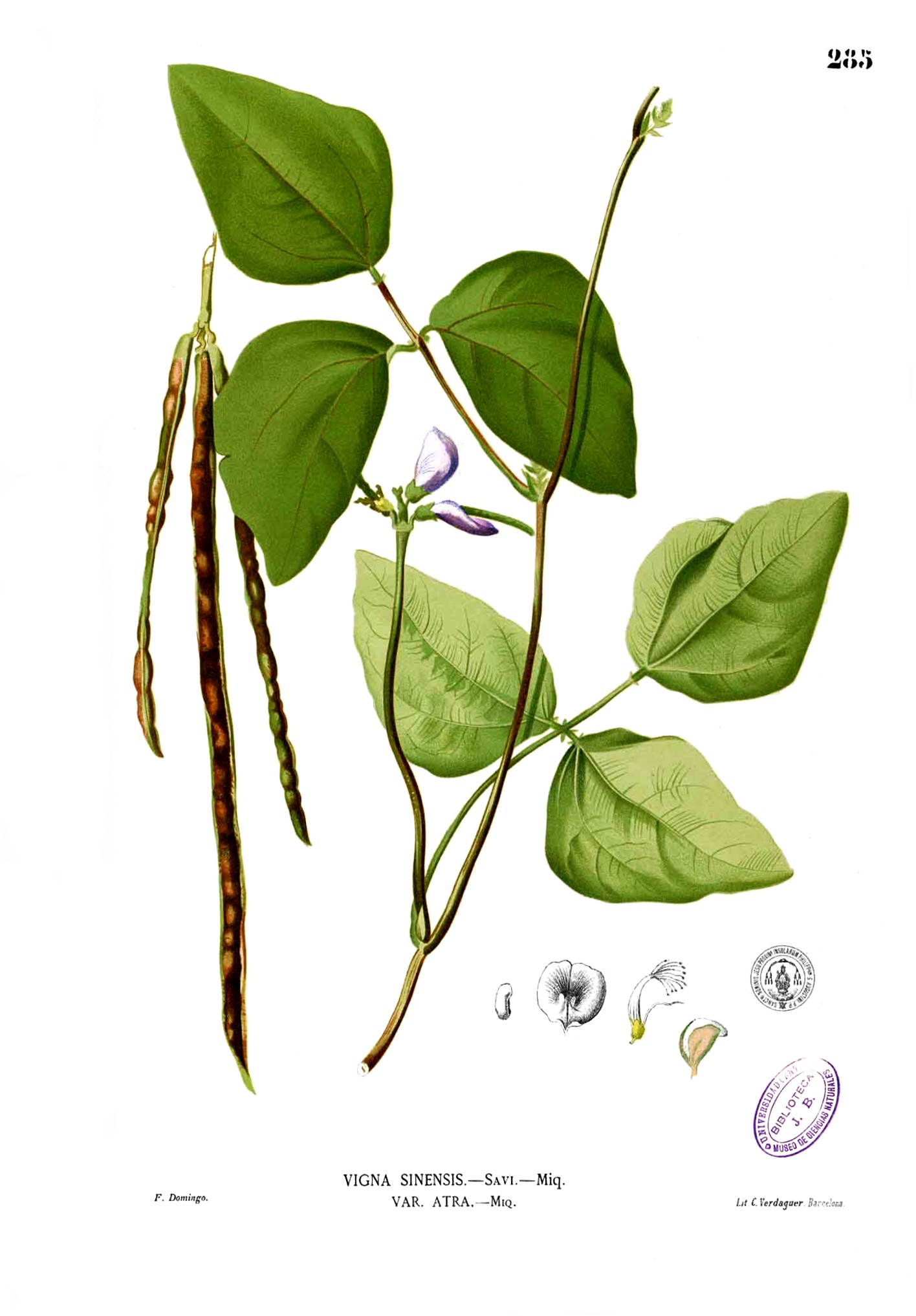 Planta de feijão-fradinho (Vigna unguiculata) (Foto: Wikimedia Commons )