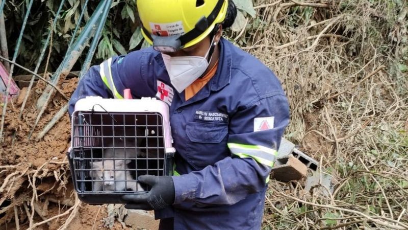 ONGs, equipes de emergência e funcionários da Prefeitura estão resgatando os animais (Foto: GRAD via BBC News)